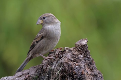 House Sparrow (Passer domesticus) female, Lower Saxony, Germany