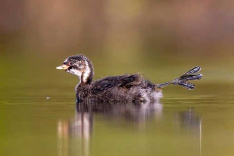 Little Grebe (Tachybaptus ruficollis) chick, North Rhine-Westphalia, Germany