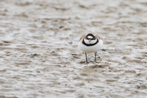 Little ringed plover (Charadrius dubius) adult wading bird on a mudflat, England, United Kingdom