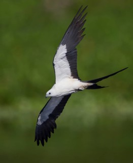 Swallow-tailed Kite (Elanoides forficatus) flying, Florida, USA