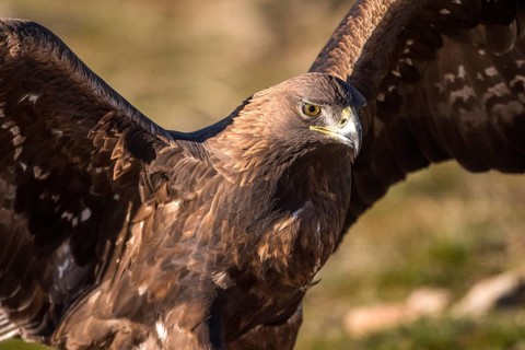 Golden Eagle (Aquila chrysaetos), Madrid, Spain