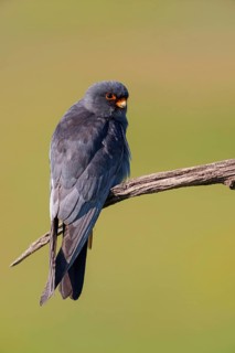 Red-footed Falcon, (Falco vespertinu), perching station, falcon family, Tower Hide, Tiszaalpár,