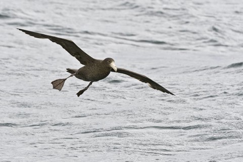 Southern Giant Petrel (Macronectes giganteus), Antarctica