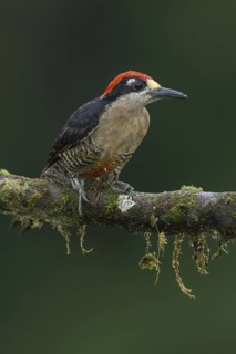 Black-cheeked Woodpecker (Melanerpes pucherani), Costa Rica