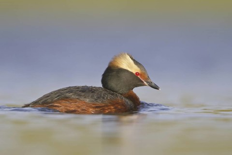 Horned Grebe (Podiceps auritus), Saskatchewan, Canada