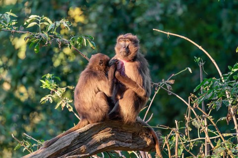 Two female Gelada (Theropithecus gelada), or bleeding-heart monkey sit in beautiful light on a tree