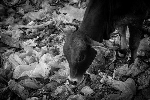 Cows searched for food in huge piles of garbage. A grim picture of environmental pollution and