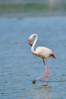 Greater Flamingo (Phoenicopterus roseus) walking in the water, Parc Naturel Regional de Camargue,