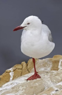Silver Gull (Chroicocephalus novaehollandiae scopulinus), New Zealand