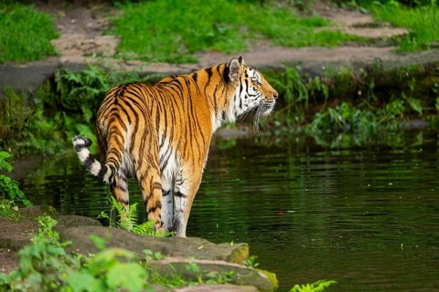 Siberian tiger or Amur tiger (Panthera tigris altaica) walking on the ground, Bavaria, Germany
