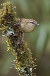 Mountain Wren (Troglodytes solstitialis) perched on a branch in Bolivia, South America