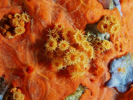 Bright Yellow cluster anemones (Parazoanthus axinellae) on Orange upholstery sponge (Reniera fulva)