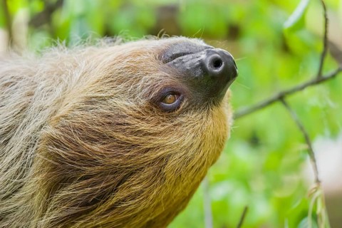 Sideview portrait of A Linnaeus's two-toed sloth (Choloepus didactylus) with open eyes
