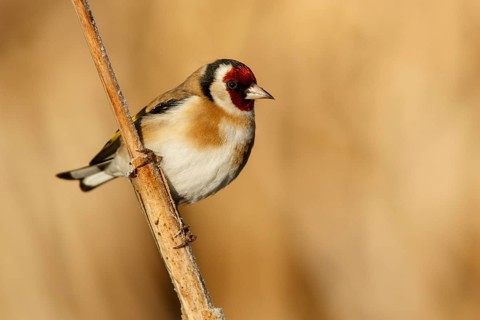 European Goldfinch (Carduelis carduelis), perched, Castile and Leon, Spain