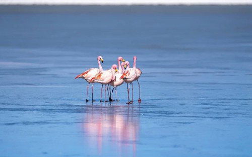James flamingo (Phoenicoparrus jamesi), in a group on a frozen lake, ice, reflections in the ice,
