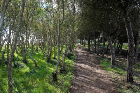 Vila do Bisbo, Algarve, Portugal - Trilho Ambiental do Castelejo hiking trail, Castelejo nature