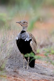 Red-crested Bustard (Lophotis ruficrista), adult, foraging, vigilant, Mokala National Park, South