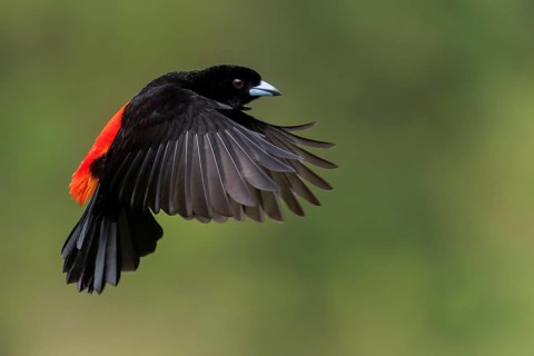 Scarlet-rumped Tanager (Ramphocelus passerinii) flying in Costa Rica