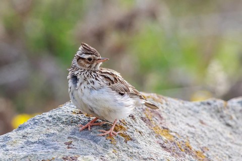 Woodlark (Lullula arborea) perched on a rock, Greece