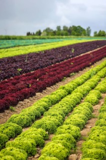 Soest, Sauerland, North Rhine-Westphalia, Germany - Vegetable cultivation, lettuce plants grow in