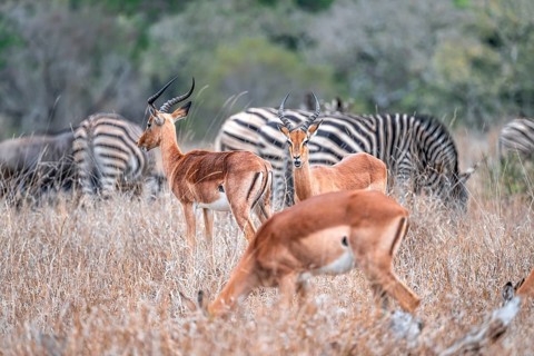 Impala (Aepyceros melampus), adult male in dry grass, Black Heeler Antelope, Kruger National Park,