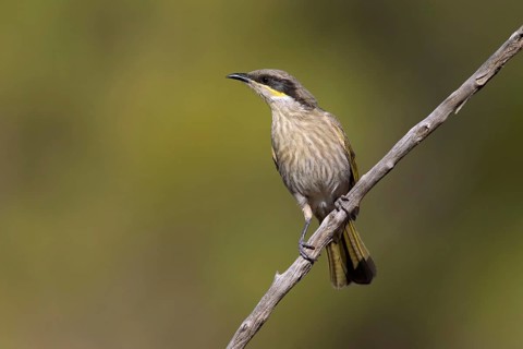 Singing Honeyeater (Gavicalis virescens), Victoria, Australia