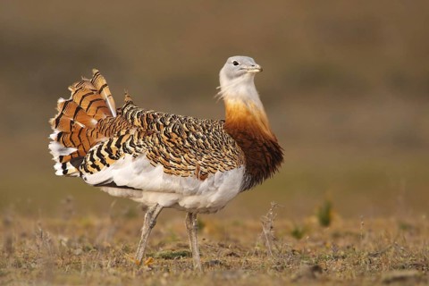 Great Bustard (Otis tarda) male, La Serena, Spain