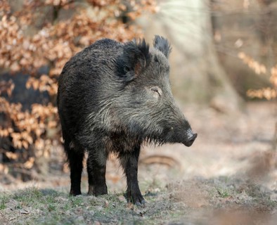Wild boar, wild boar (Sus scrofa) standing in the forest, Germany