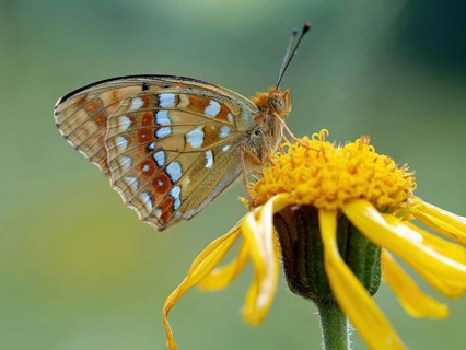 High brown fritillary (Argynnis adippe), High brown fritillary, butterfly, insect, Black Forest,