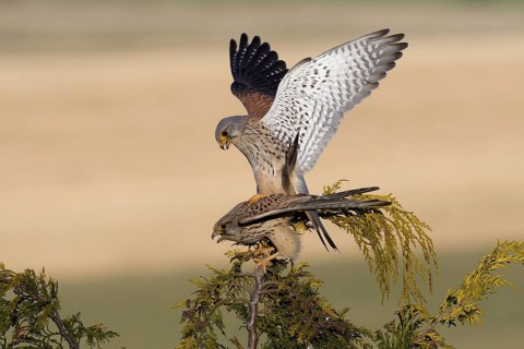 Common Kestrel (Falco tinnunculus) pair mating, Saxony, Germany