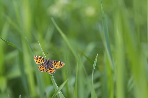 Land carat, (Araschnia levana), animals, insects, butterfly, butterfly, Lake Neusiedl, Andau,