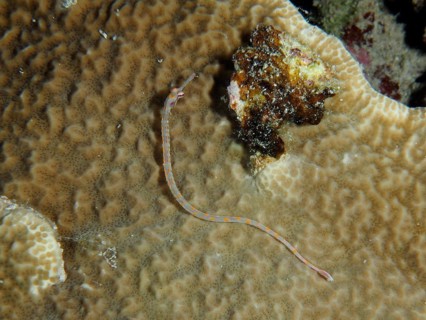 Black-breasted pipefish (Corythoichthys nigripectus) on stony coral. Dive site House Reef, Mangrove
