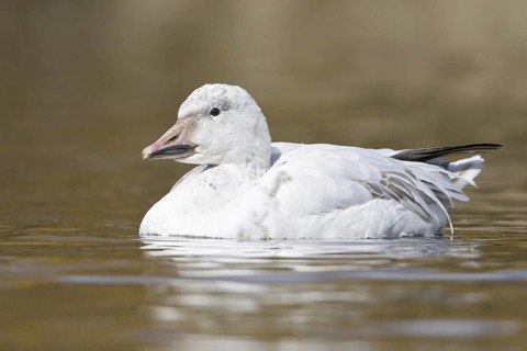 Snow Goose (Anser caerulescens), British Columbia, Canada
