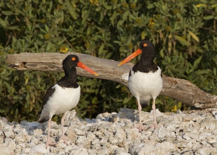 American Oystercatcher (Haematopus palliatus) pair, Florida, USA