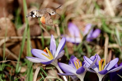 Dove's tail (Macroglossum stellatarum) and crocuses, February, Saxony, Germany