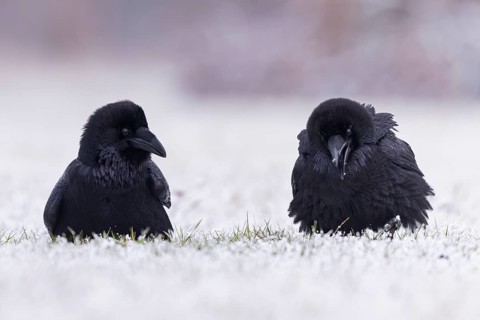 Northern Raven (Corvus corax), Saxony-Anhalt, Germany