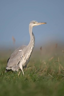Grey Heron (Ardea cinerea) foraging, North Rhine-Westphalia, Germany