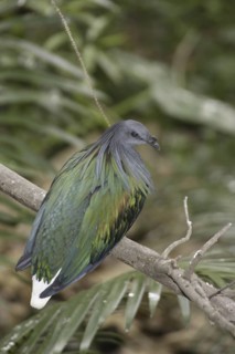 Nicobar Pigeon (Caloenas nicobarica), California, USA