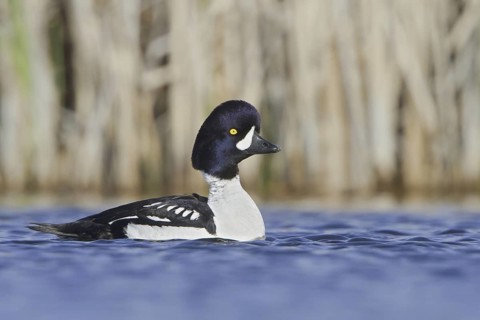 Barrow's Goldeneye (Bucephala islandica) male, British Columbia, Canada
