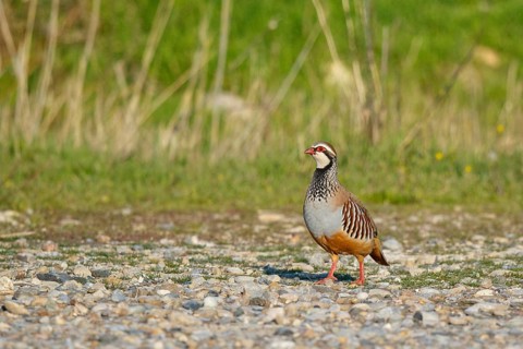 Red-legged Partridge (Alectoris rufa), Spain