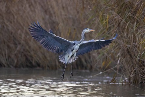 Grey heron (Ardea cinerea) Germany