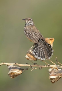 Cactus Wren (Campylorhynchus brunneicapillus) perched on a branch, Arizona, USA