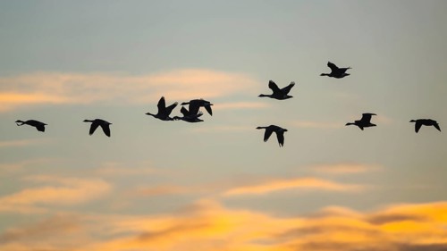 Canada Goose, Branta Canadensis, birds in flight over marshes at sunset