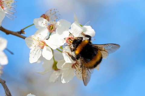 Large earth bumblebee (Bombus terrestris), bumblebee, insect, insect, macro, NSG Wagbachniederung,