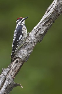 Yellow-bellied Sapsucker (Sphyrapicus varius) female, Ontario, Canada