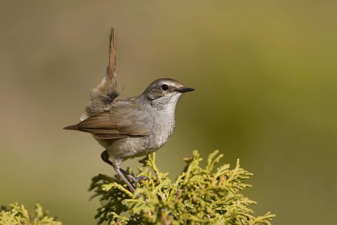 White-tailed Rubythroat - Bergrubinkehlchen - Calliope pectoralis ssp. ballioni, Kazakhstan, adult