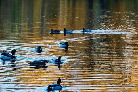 Ducks on a lake in autumn, Germany