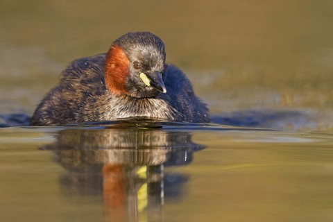 Little grebe, (Tachybaptus ruficollis), (Podiceps ruficollis), animals, birds, grebe family, swims