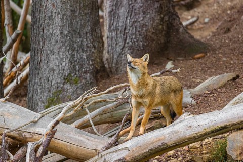 One golden jackal (Canis aureus)stands on the forest floor between fallen trees