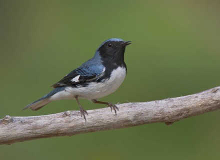 Black-throated Blue Warbler (Setophaga caerulescens) male, Michigan, USA